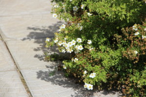 IMG_9071.JPG