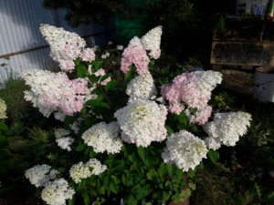 20180815_174950.jpg