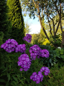 20180806_192915.jpg