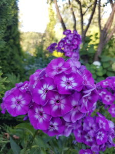 20180806_192928.jpg