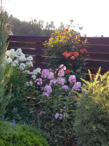 20180806_192008.jpg