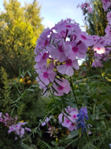 20180806_193637.jpg