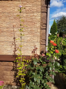 20180807_102022.jpg