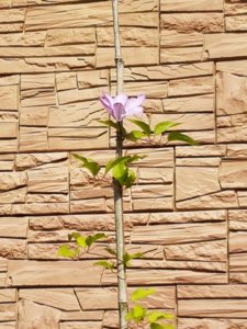 20180807_102035.jpg