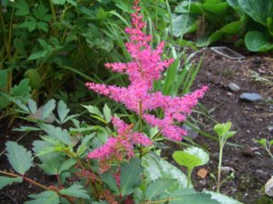 2018.08.12_  Astilbe Younique Lilac (Астильба Юник Лилак)_ CIMG3154.JPG