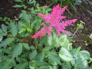 2018.08.12_ Astilbe Younique Lilac (Астильба Юник Лилак)_ CIMG3151.JPG