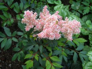 2018.08.12_ Astilbe Younique Salmon (Астильба Юник Сальмон)_ CIMG3150.JPG