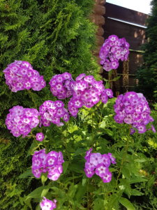 20180807_104233.jpg