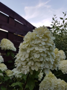 20180806_194236.jpg