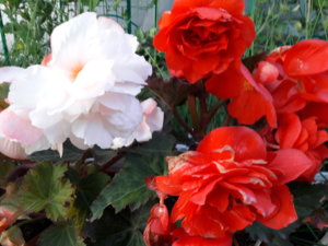 20180817_202013.jpg