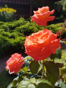 20180807_104152.jpg