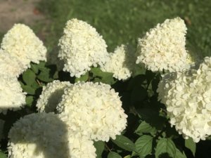 2651C17C-1EC5-41F1-B762-DDB70A8A6E9B.jpeg