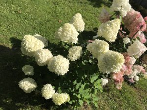 55A68DBD-07F6-4822-BDA3-1C48B969EEC5.jpeg