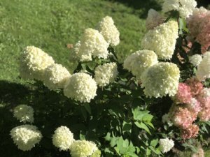 E09761A2-4F21-4BA4-92EA-42F7C5EAA6EF.jpeg
