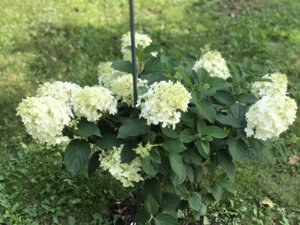 99D3103F-070D-4BE2-9B46-295FBF4A51E8.jpeg