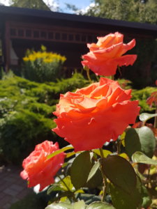 20180807_104102.jpg
