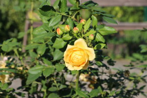 IMG_9189.JPG