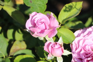 IMG_9200.JPG