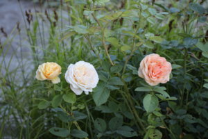 IMG_9124.JPG