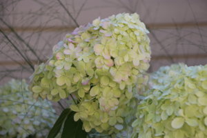 IMG_9231.JPG