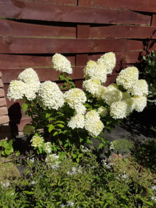 20180807_114720.jpg