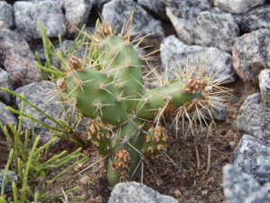 DSCN7947.JPG