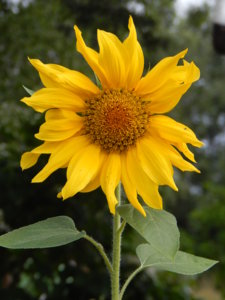 DSCN7534.JPG