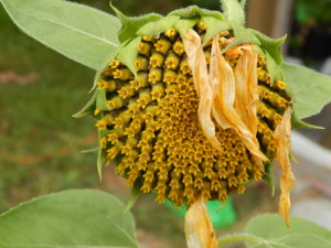 DSCN7848.JPG