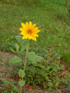 DSCN7907.JPG