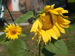DSCN8172.JPG