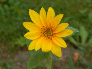 DSCN7908.JPG