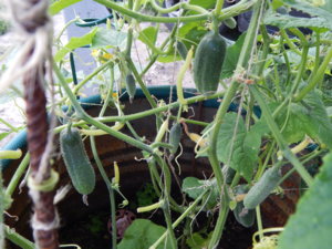 DSCN7896.JPG