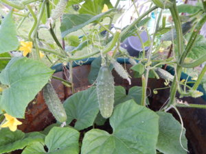 DSCN8018.JPG