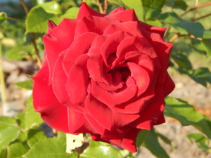 DSCN7420.JPG