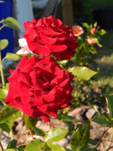 DSCN7421.JPG