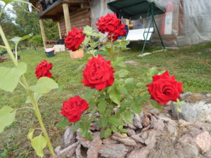 DSCN7531.JPG