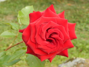 DSCN7532.JPG