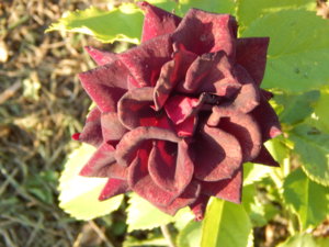 DSCN7486.JPG