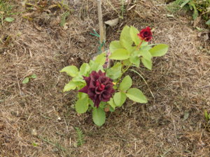 DSCN7676.JPG