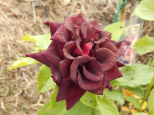 DSCN7677.JPG