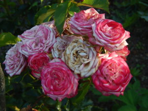 DSCN7470.JPG