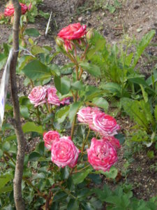 DSCN7615.JPG