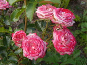 DSCN7616.JPG