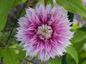 DSCN7549.JPG
