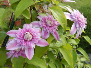 DSCN7550.JPG