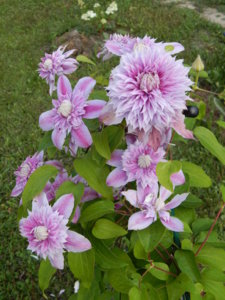 DSCN7551.JPG