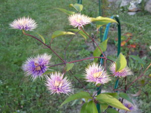 DSCN7483.JPG
