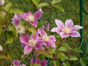 DSCN7580.JPG