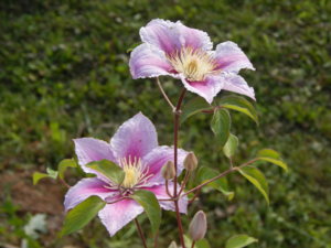 DSCN7581.JPG