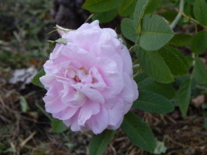 DSCN7453.JPG